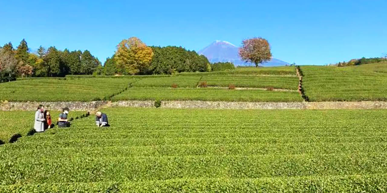 電線が映り込まない希少な茶畑越しの富士山撮影ポイント