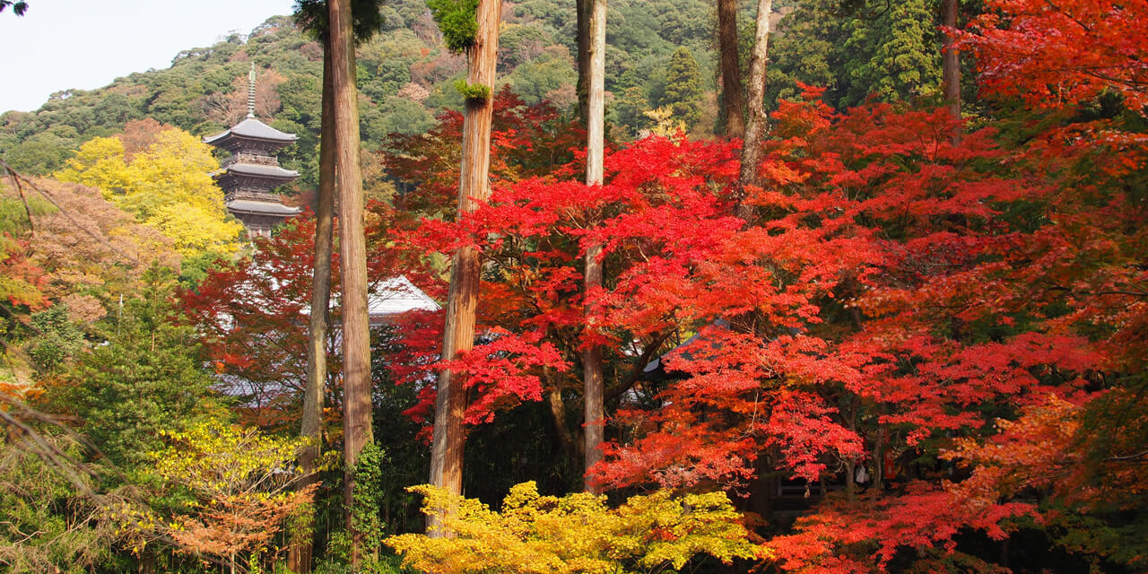 美しい山岳を背景に佇む歴史ある寺院を散策
