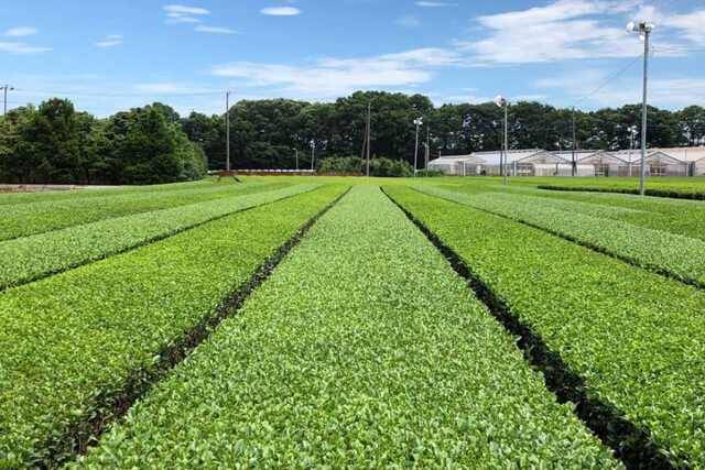 首都圏からのアクセス良好な4つの茶園