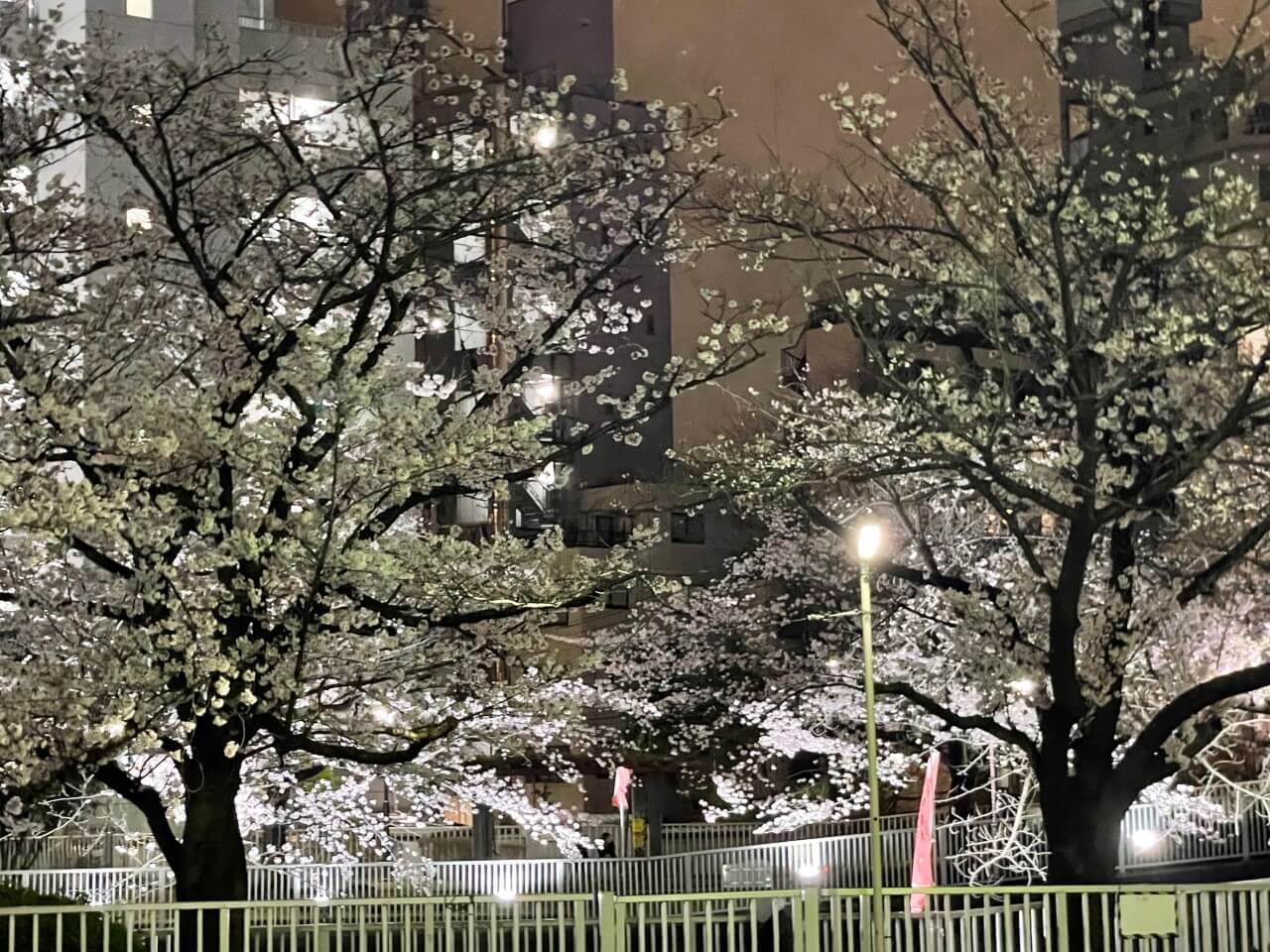 京都の夜桜