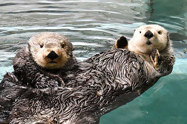 EPARK_marineworld_uminaka_002