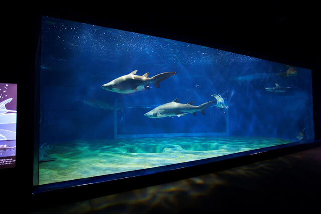 EPARK_aqua-world_oarai_suizokukan002